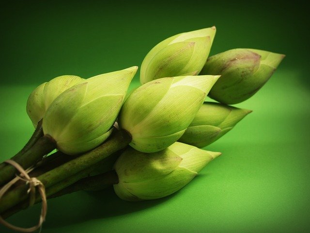 popata lotusu